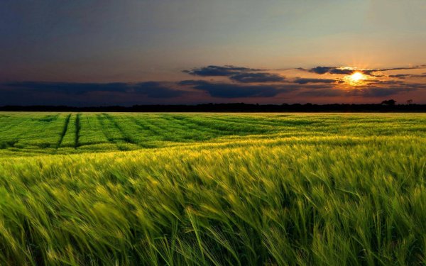 поле пшеница