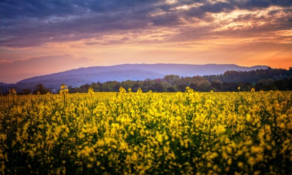 рапсовые поля франции