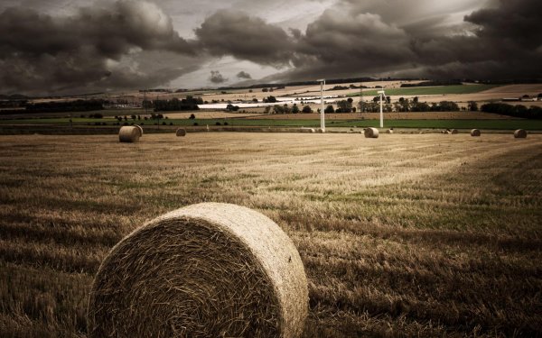 соломенные обои