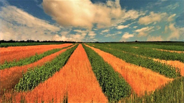 пейзажи полей