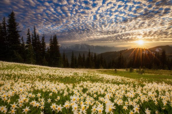 mt rainier national park