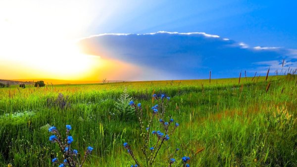 лето в степи