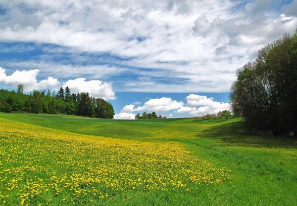 пейзажи летние