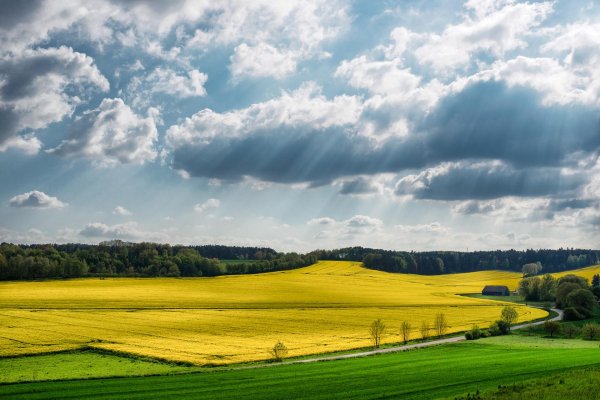 пейзажи полей