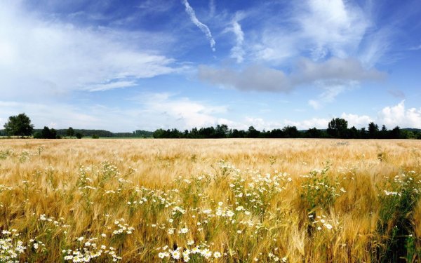 поле русское