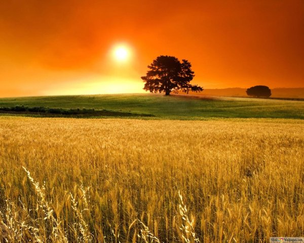 поле солнце