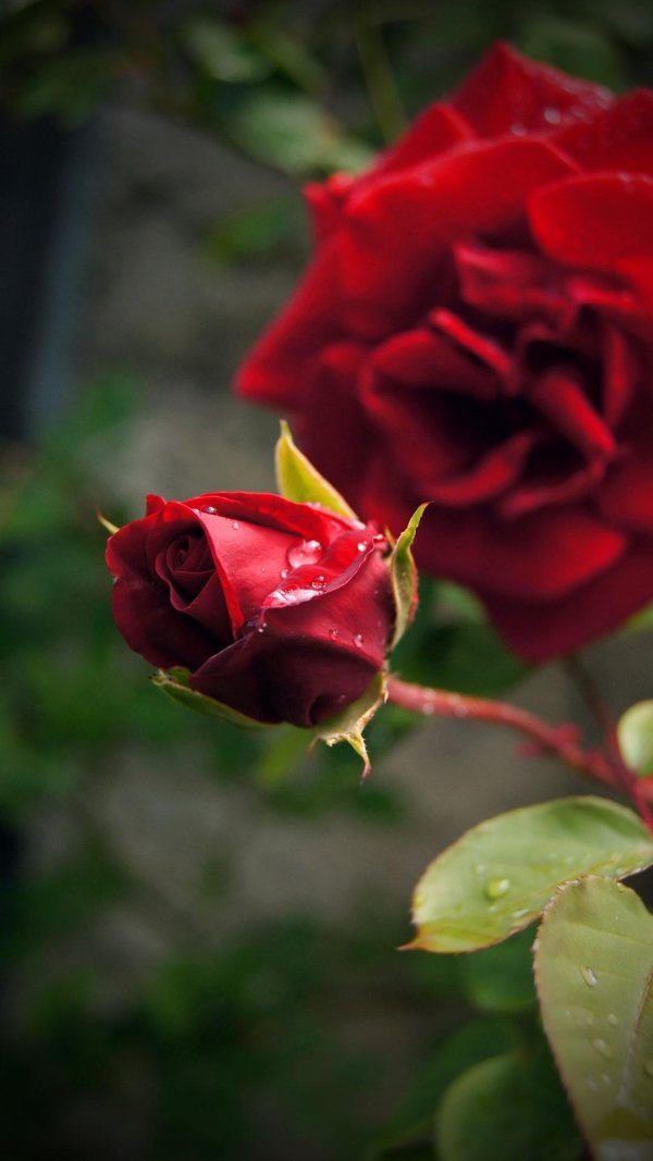 Розы природа