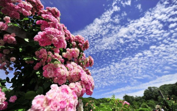 розовые кусты