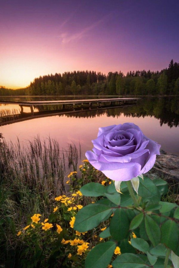 цветы закат