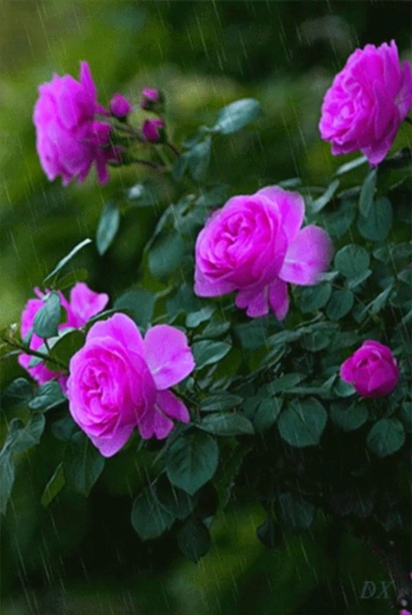 rainy pink flowers lwp