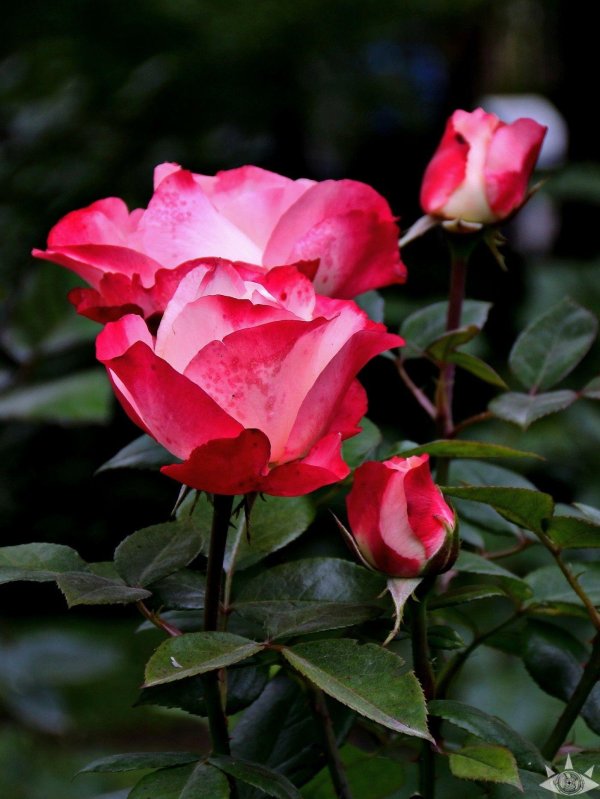 цветок красивый