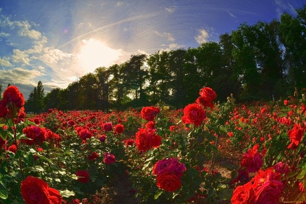 розарий главного ботанического сада имени цицина