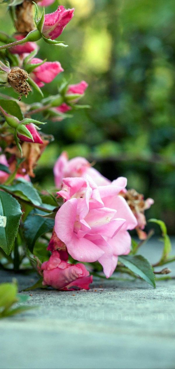 розовые кусты