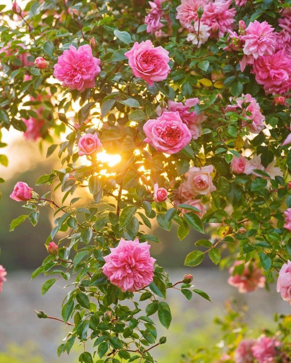 розовые кусты