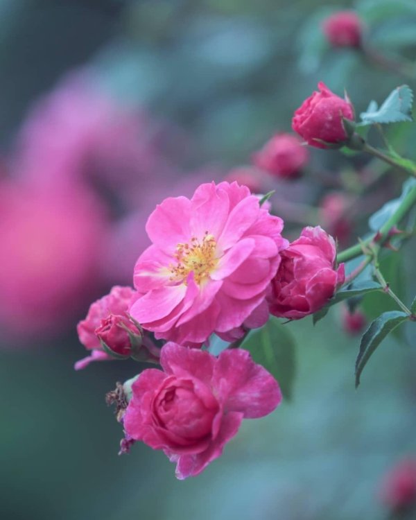 шиповник цветок