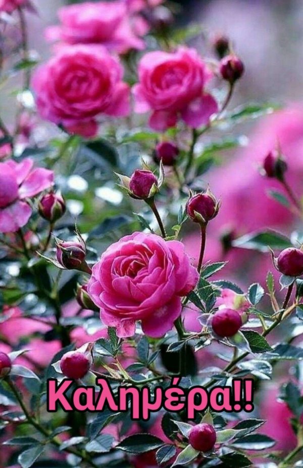 розы разные