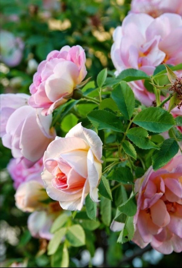 роза элизабет стюарт