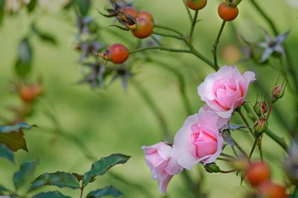 шиповник альба