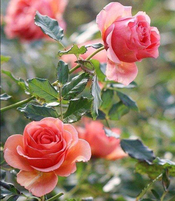 роза флорибунда априкола