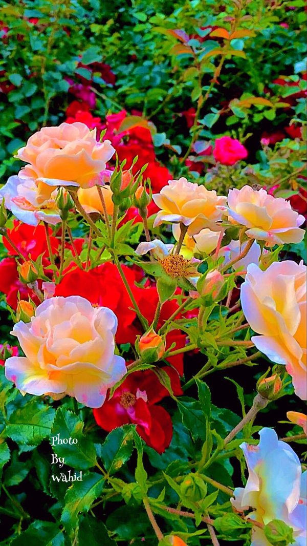 imágenes de flores hermosas