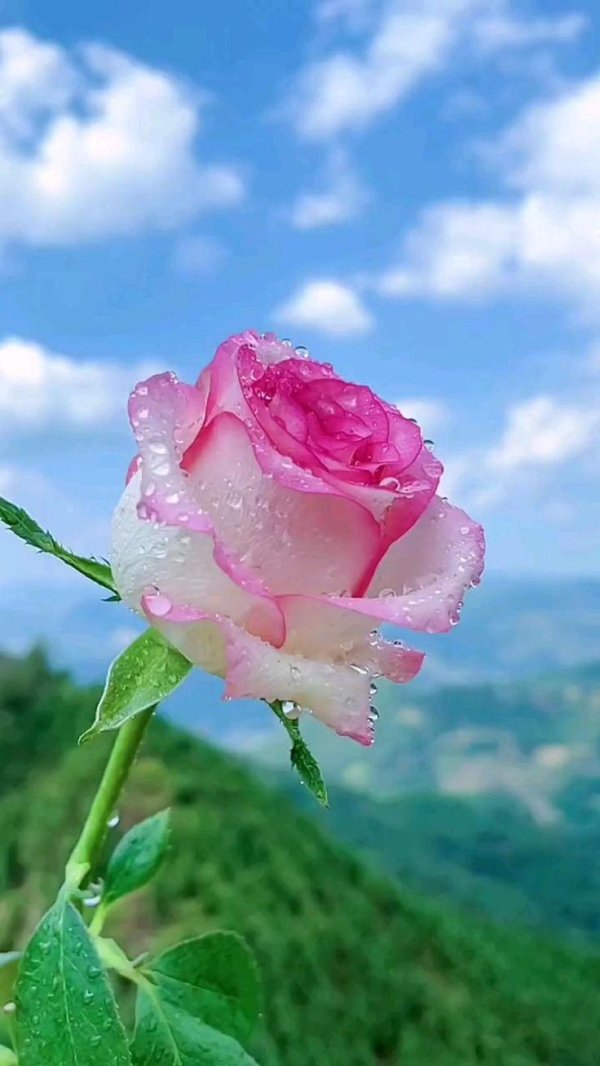 красивая цветок