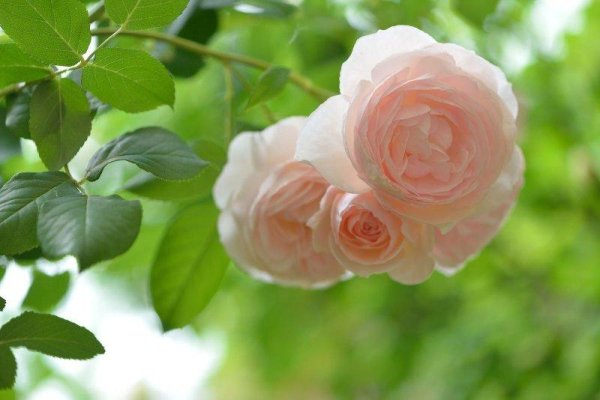 нежная роза