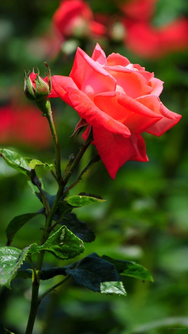 роза милроза