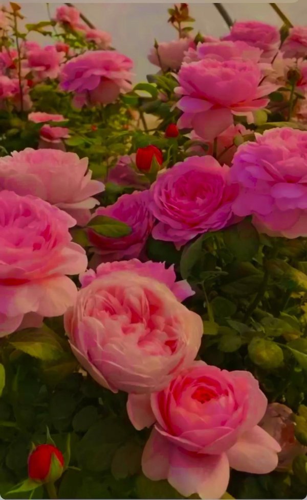 роза принцесса кентская