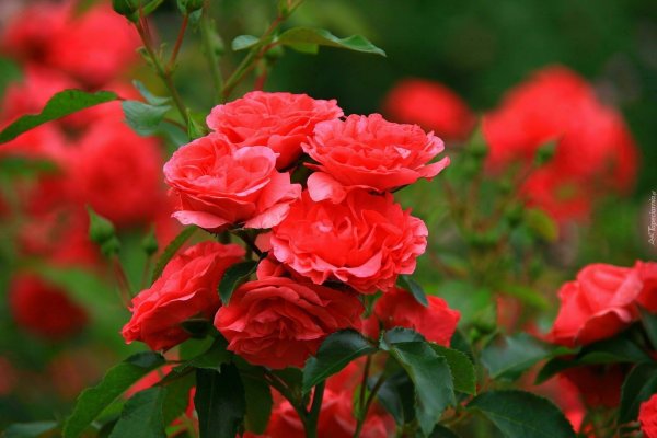 роза аллевья