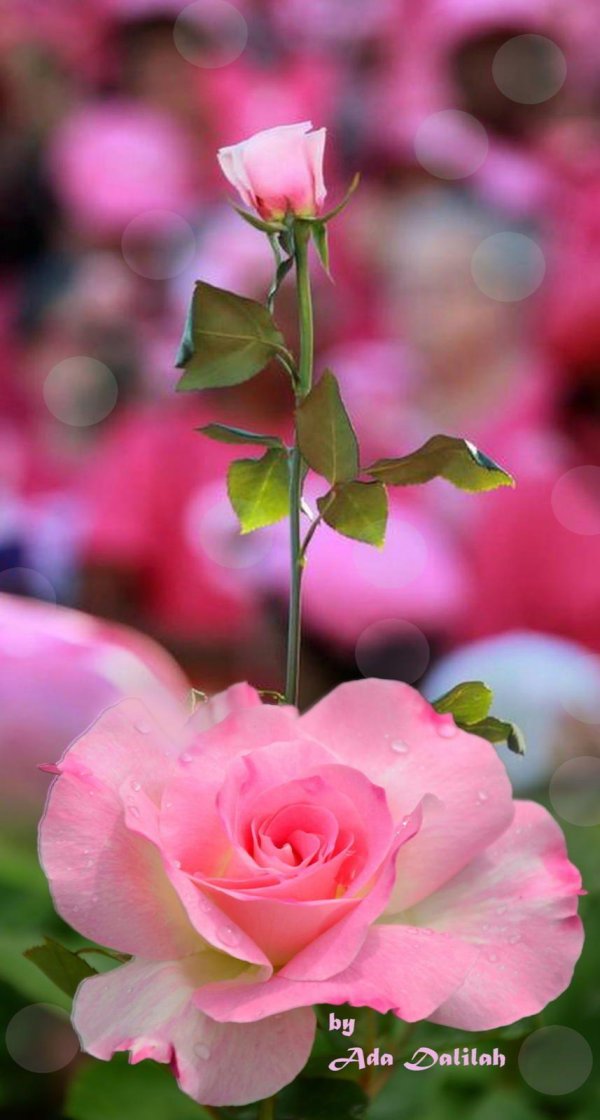 цветок красивый