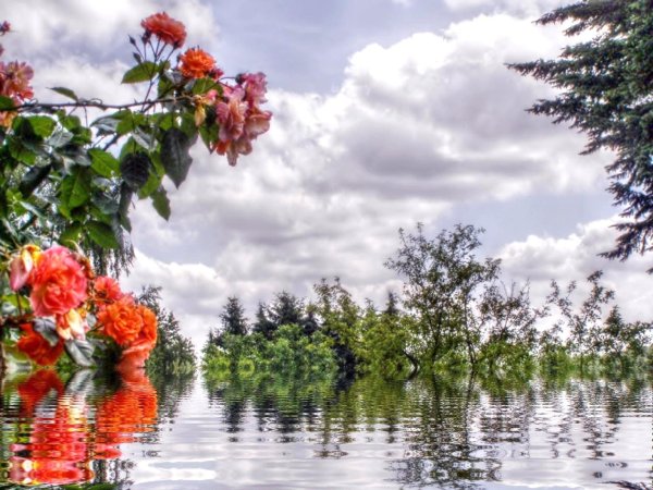 пейзажи с цветами