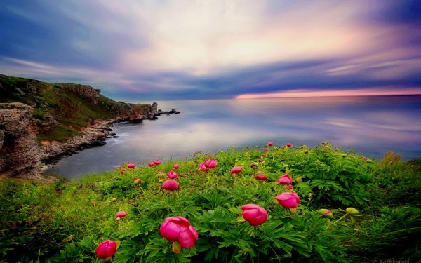 маковые поля мыс фиолент