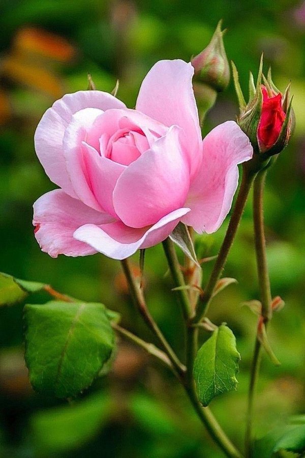 красивые розовые розы