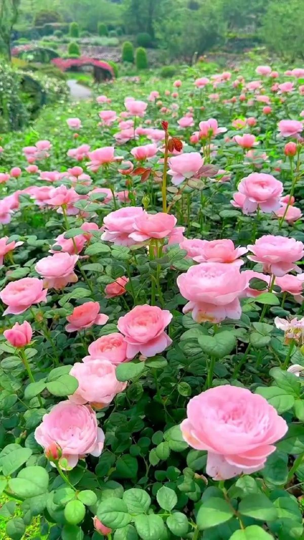 роза куин свиден