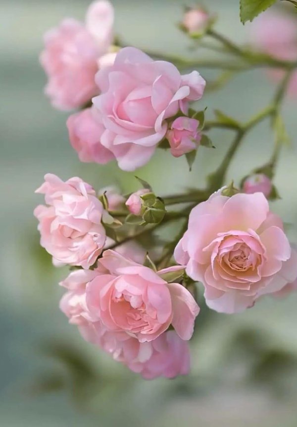 цветы нежность