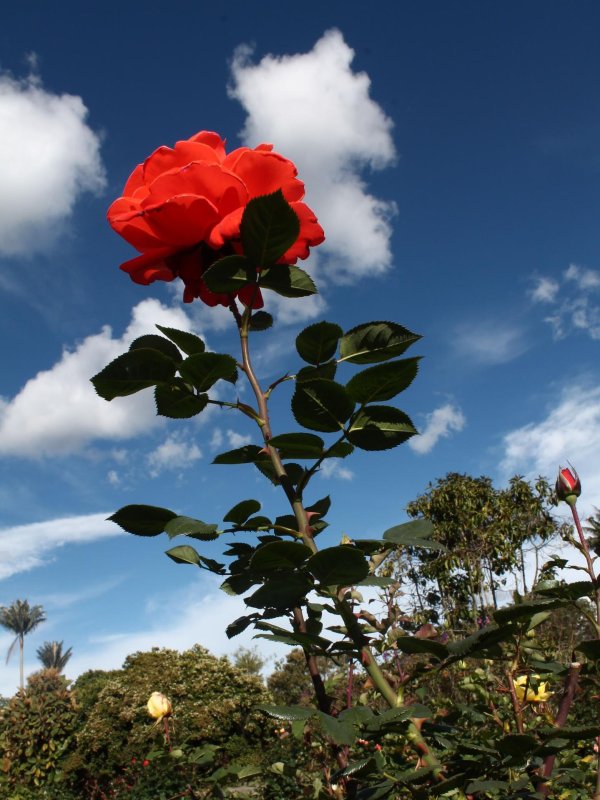 розы в природе