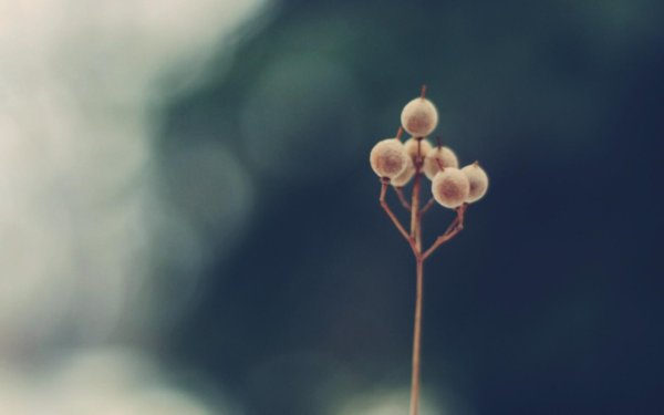 снежноягодник снежная ягода