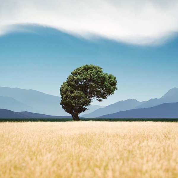 дерево в поле