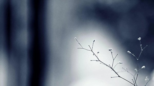 весенние веточки