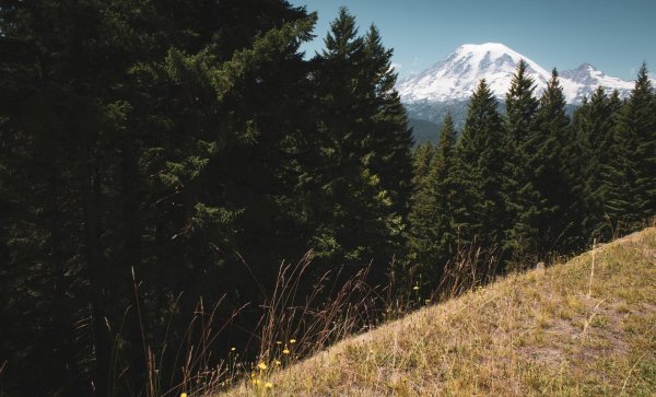 пейзажи лес