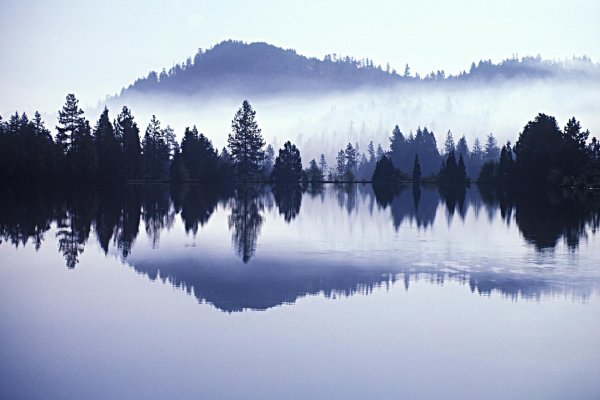 отражение леса в воде