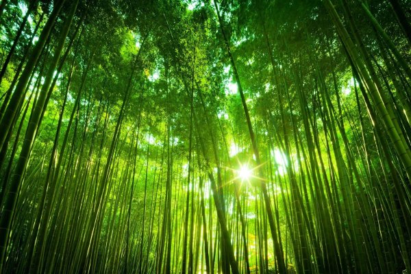 bamboo forest