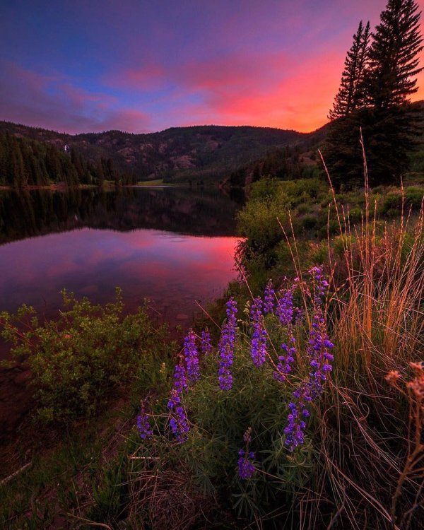 лиловые рассветы