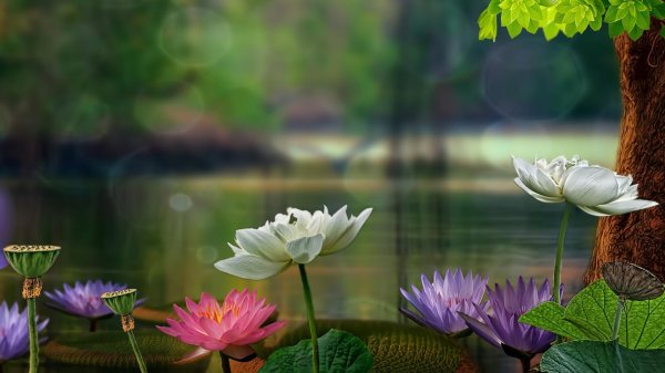 лотос кувшинка