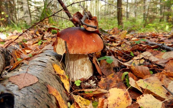 гриб боровик