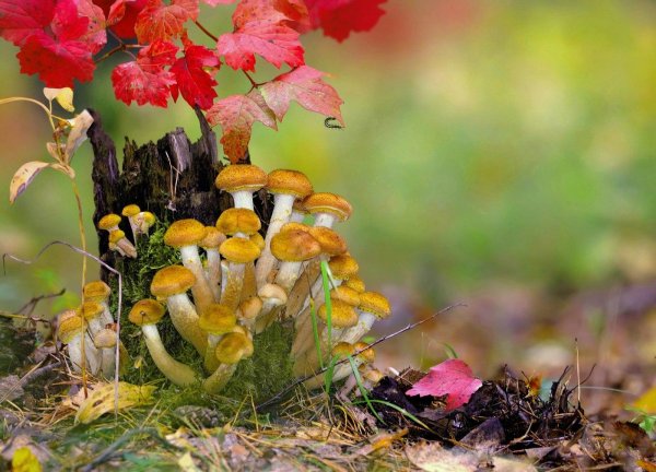 тит грибник листопадник