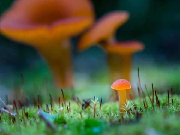 мицена гриб оранжевая