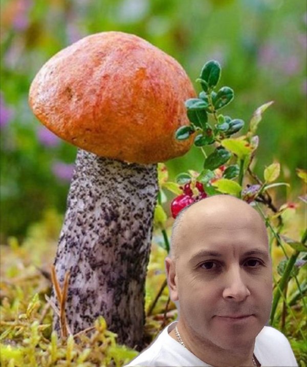 подосиновик осенний