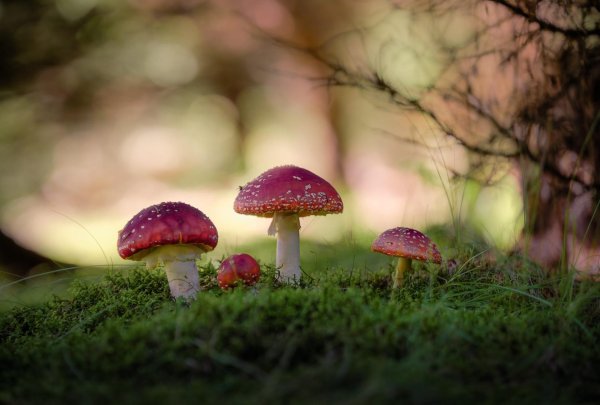 мухоморы на поляне