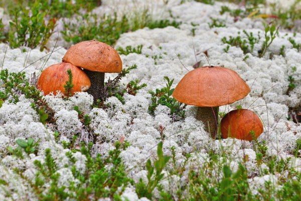 гриб подосиновик